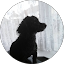 Andy Roo Avatar